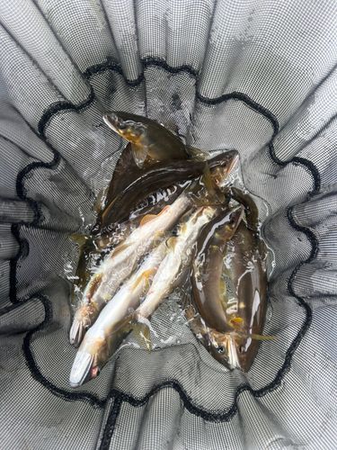アユの釣果