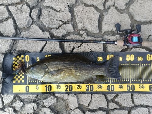スモールマウスバスの釣果