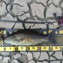 スモールマウスバス