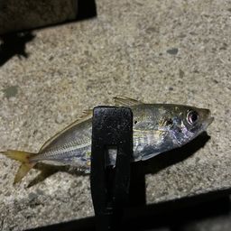 アジ