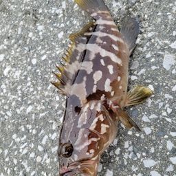 クエ