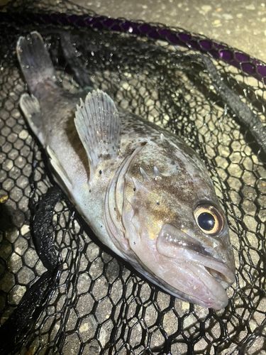クロソイの釣果