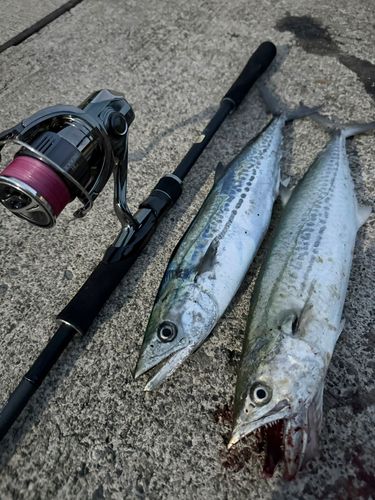 サゴシの釣果