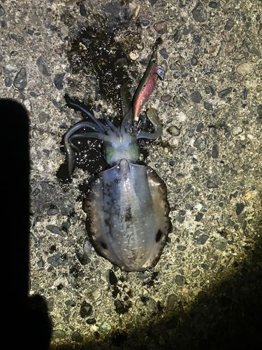 アオリイカの釣果