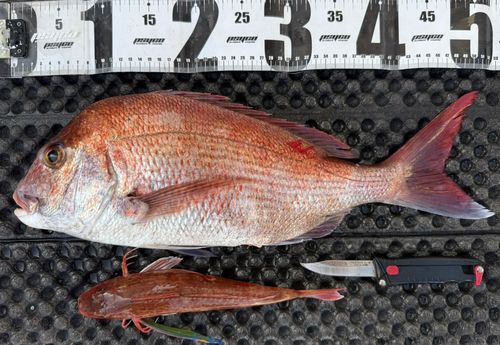 マダイの釣果