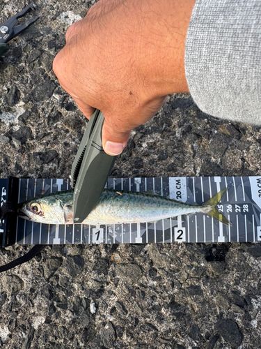 サバの釣果