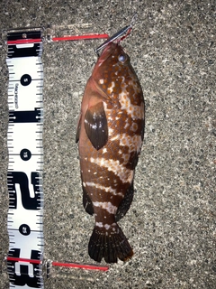 アコウの釣果