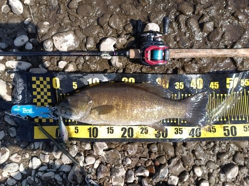 スモールマウスバスの釣果