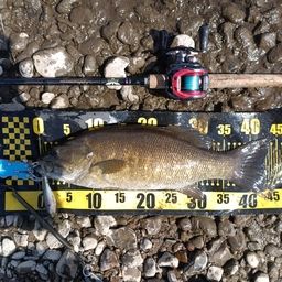 スモールマウスバス