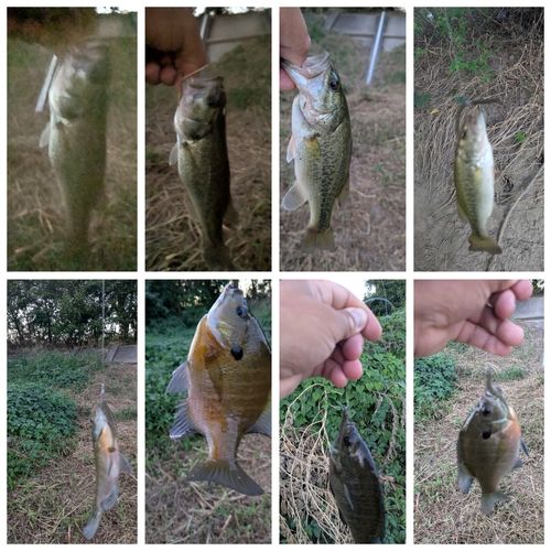 ブラックバスの釣果
