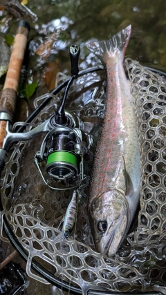 アマゴの釣果