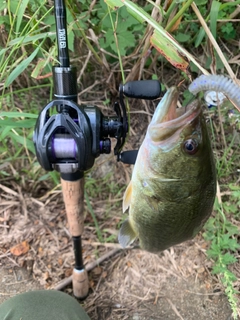 ラージマウスバスの釣果