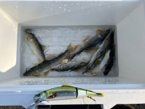 アユの釣果
