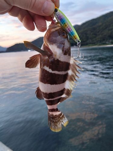 アオハタの釣果