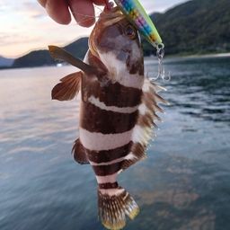 アオハタ