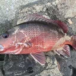 マングローブジャック