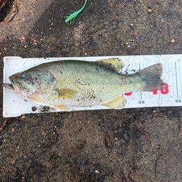 ラージマウスバス