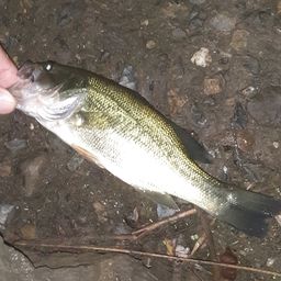 ラージマウスバス