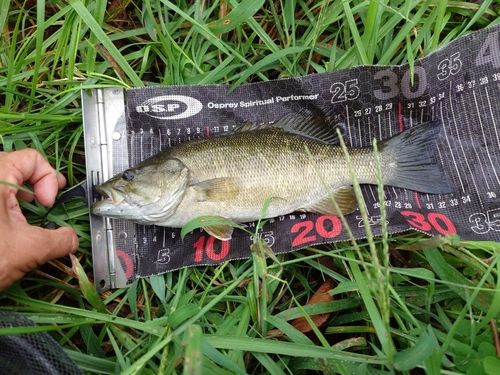 スモールマウスバスの釣果
