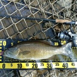 スモールマウスバス