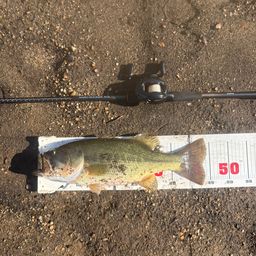 ラージマウスバス