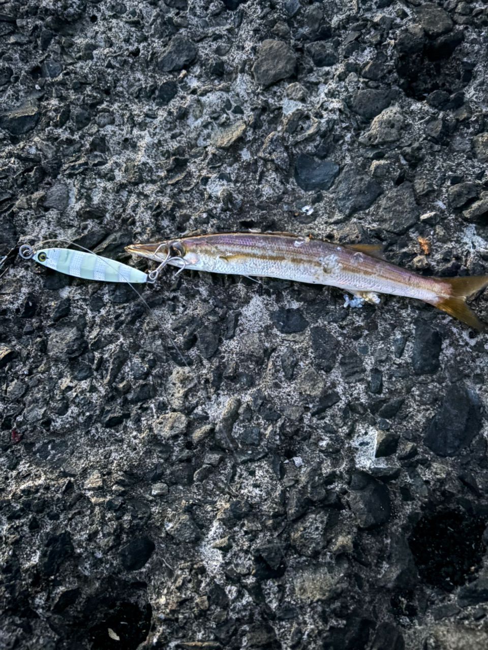カマス