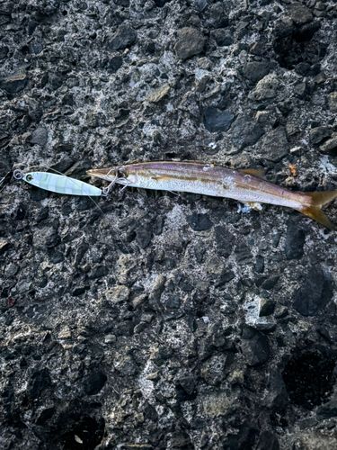 カマスの釣果