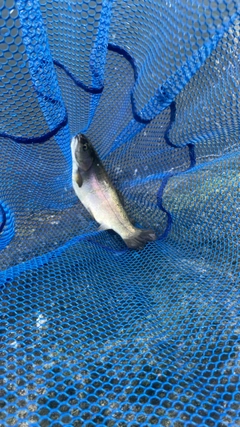 ニジマスの釣果