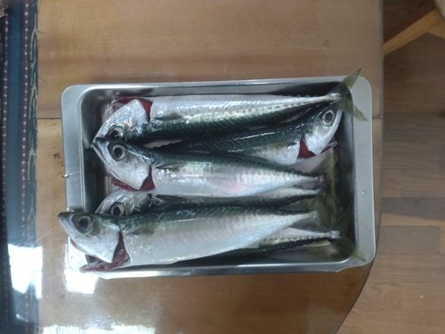 サバの釣果