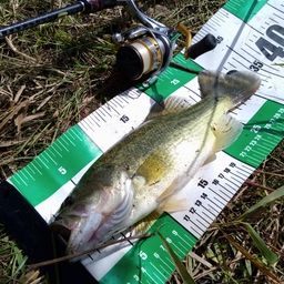 ラージマウスバス