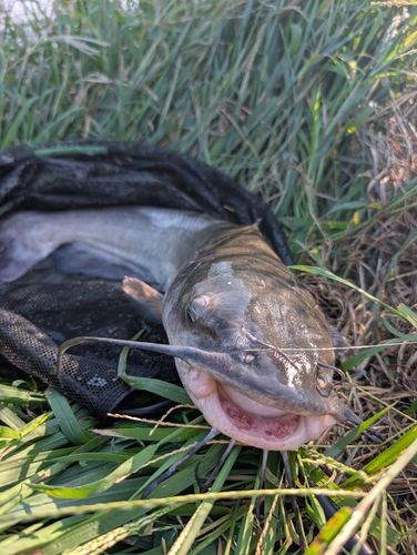 アメリカナマズの釣果
