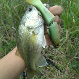 ラージマウスバス