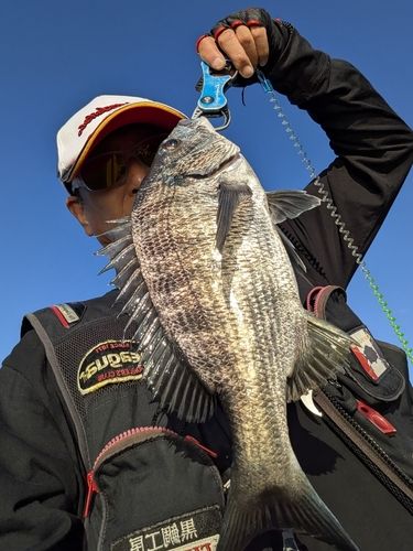 チヌの釣果