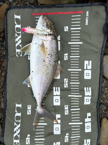 ネリゴの釣果