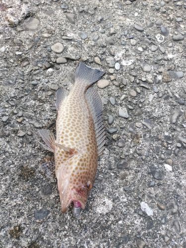 オオモンハタの釣果