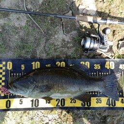 スモールマウスバス