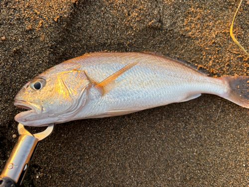 イシモチの釣果