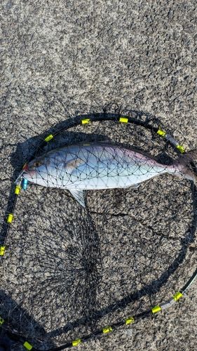 釣果