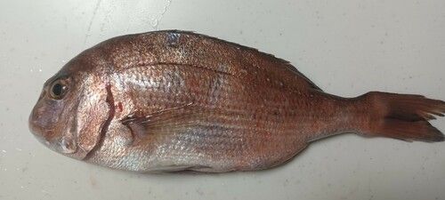マダイの釣果