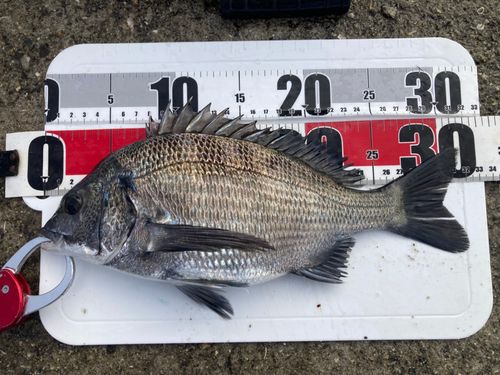 チヌの釣果