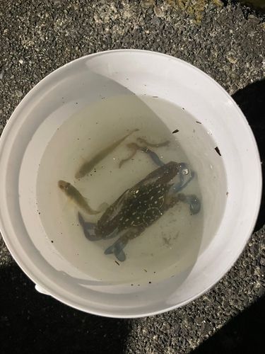 ハゼの釣果