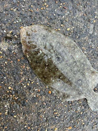 カレイの釣果