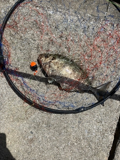 アーガイの釣果