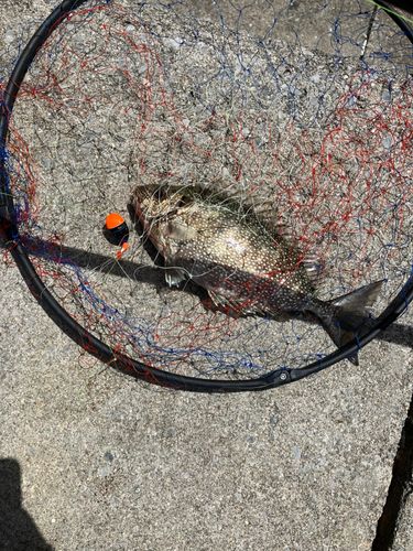 アーガイの釣果