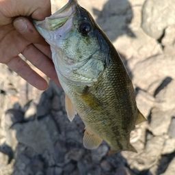 ラージマウスバス