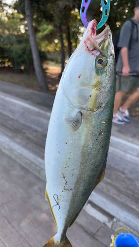 イナダの釣果