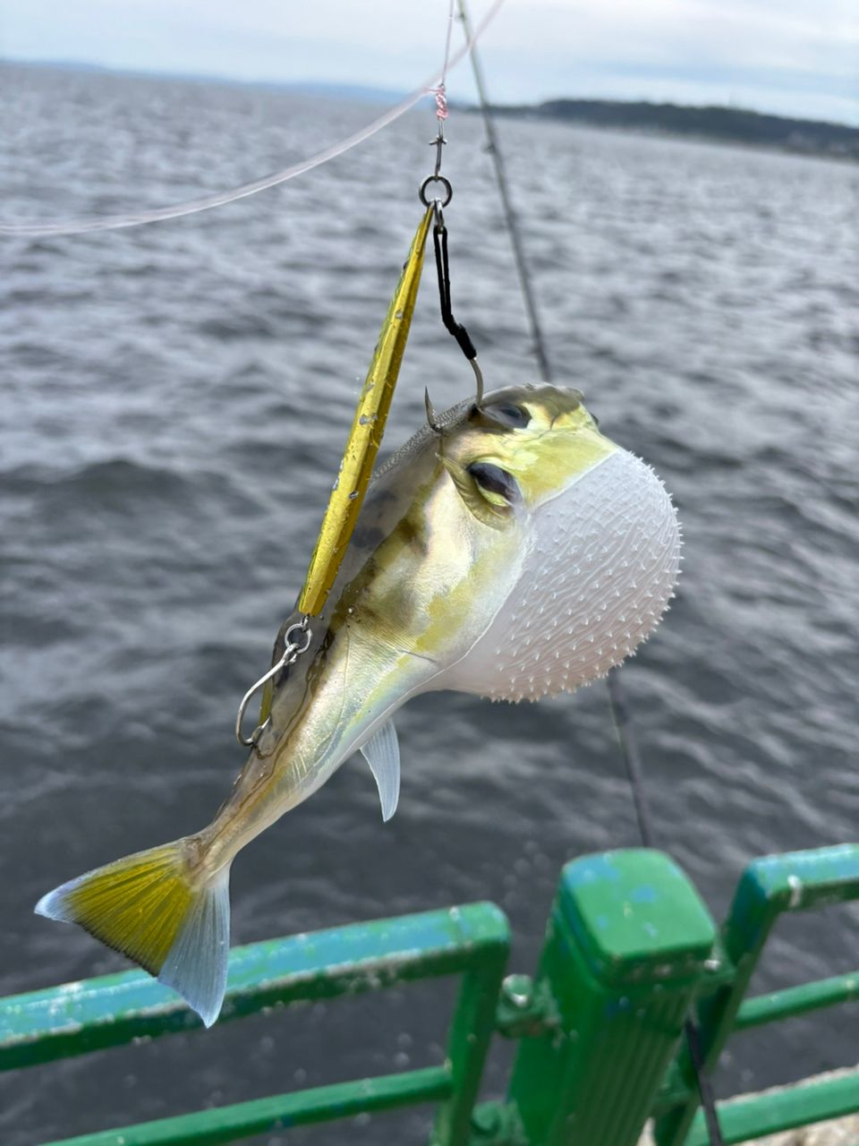イナダ