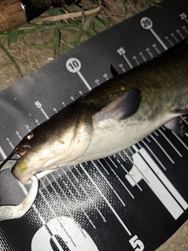 ナマズの釣果
