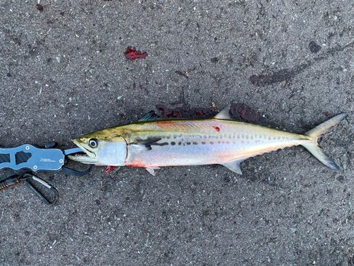 サゴシの釣果