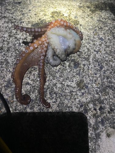 石巻漁港赤灯防波堤